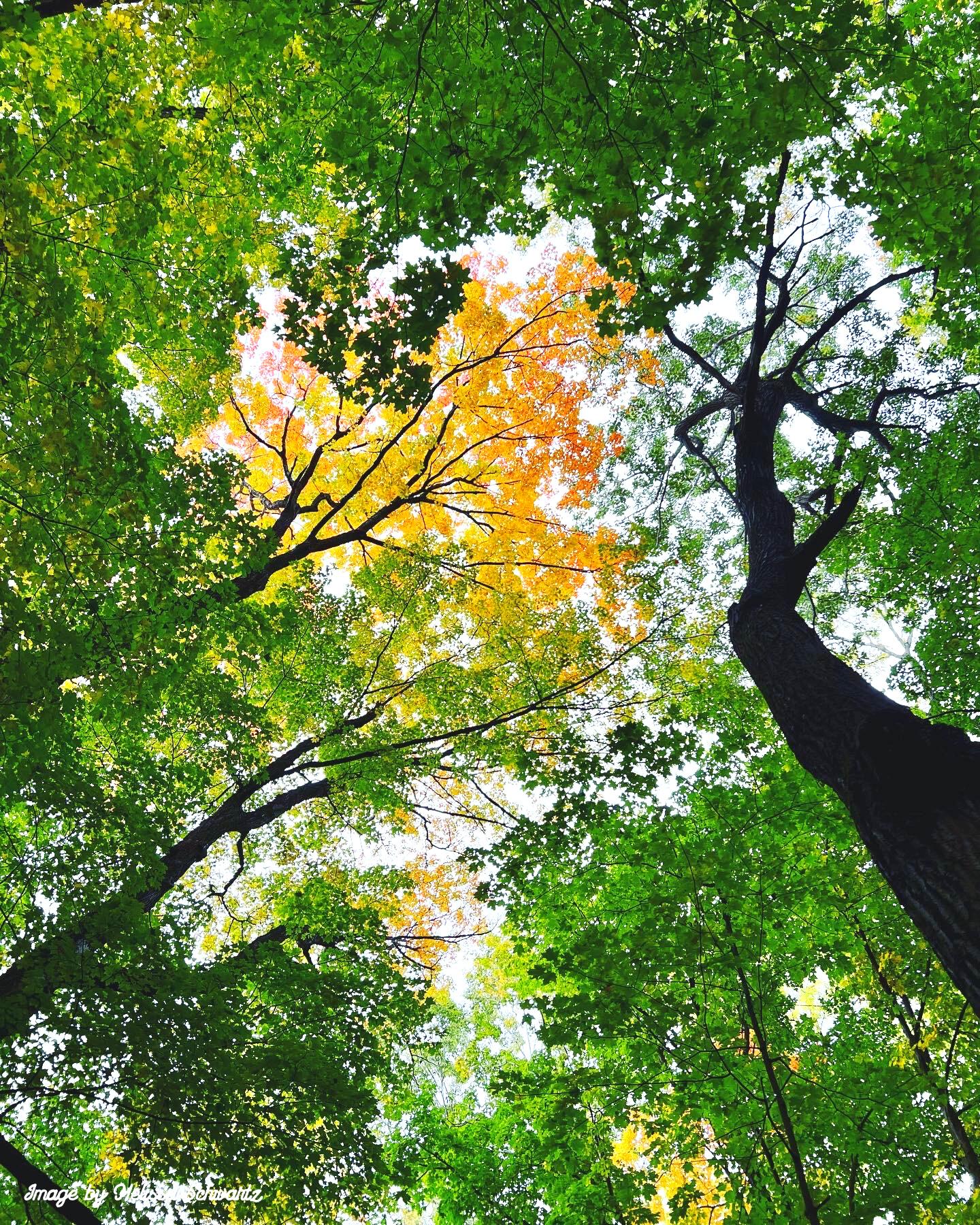 🏞️ 만간 폭포 (만간노타키) 이미지 7